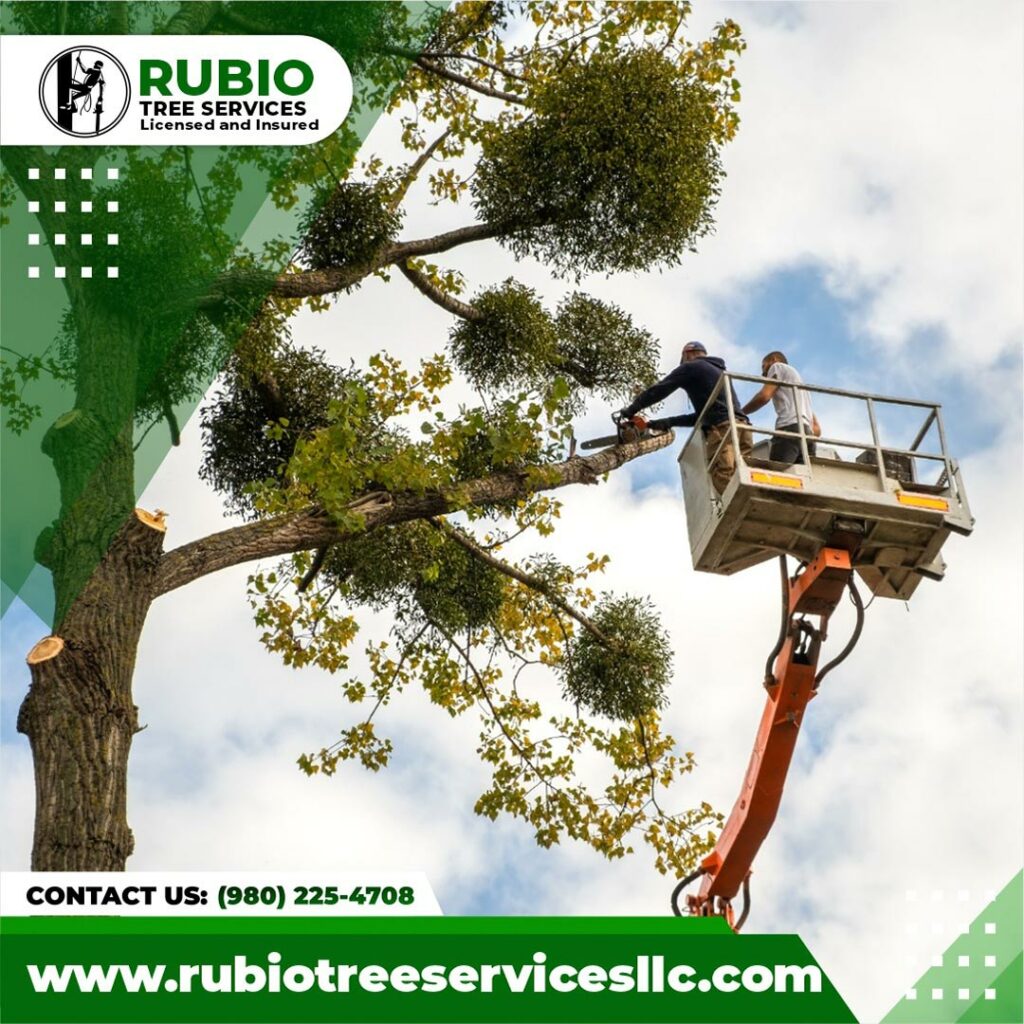 disñeo de flyer de rubio tree services